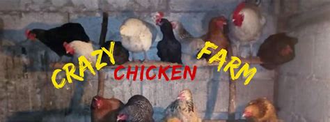 crazy chicken farm photos  See more ideas about chickens, chicken farm, farm