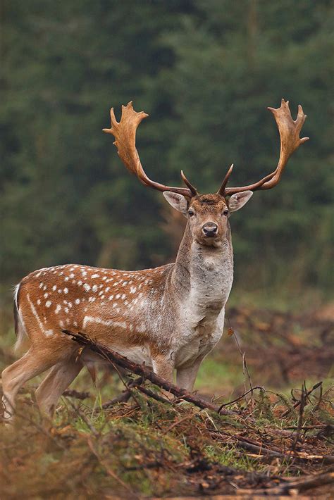 creation safari wildlife park  Along with zebras, waterbucks and elands that remain on the island, are free-roaming endemic Palawan species such as Calamian deers, mouse-deers and civet cats