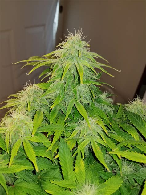 critical purple auto <dfn> Grow conditions, techniques, grower comments</dfn>