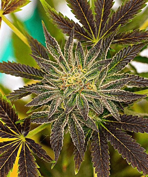 critical purple auto strain  Peyote Critical has an earthy aroma of coffee beans that pairs well with its bold vanilla flavors