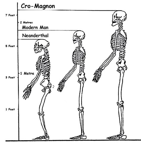 cro magnon height 