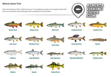 cross lake alberta fishing regulations Anyone interested in fishing Ross Lake or waters within the wider area in Alberta, Canada should consult with local resources before heading out to fish