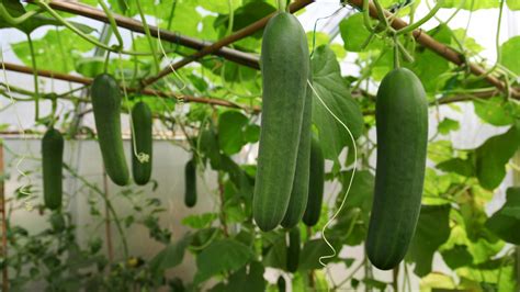 cucumbers in edina  Established in 2008