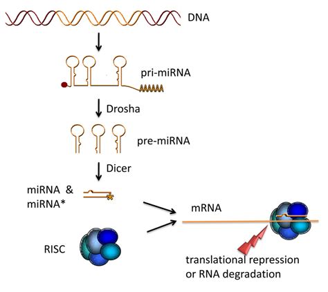 custom mirna A custom miRNA identification analysis pipeline was built, which utilizes miRDeep* miRNA identification and result filtering based on false positive rate estimates