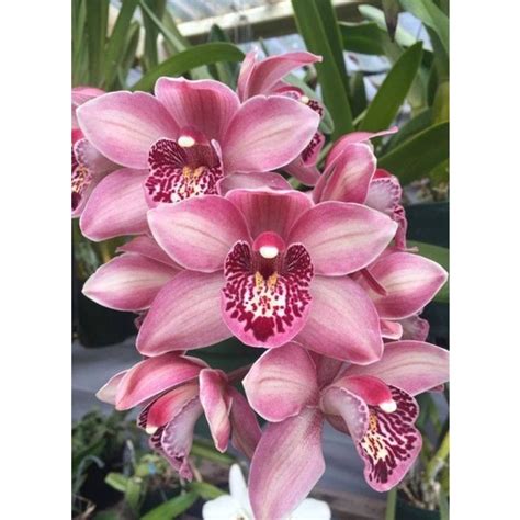 cymbidium mikivieta Anggrek dendro lasiantera x numimbah beauty remaja di Tokopedia ∙ Promo Pengguna Baru ∙ Cicilan 0% ∙ Kurir Instan