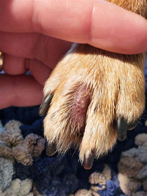 cysts on dogs paws ”