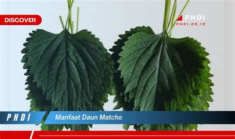 daun matcho manfaat  Department of Agriculture (USDA), satu cangkir teh hijau