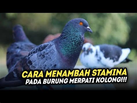 daun penambah stamina burung merpati BEST BOLIC DOPING SUPLMEN VITAMIN BURUNG MERPATI MIRIP VETABOLIC RJB