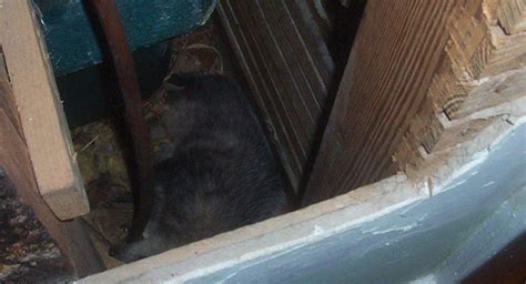 dead animal removal glenworth valley We are a legally approved possum control and removal specialist in Glenworth Valley