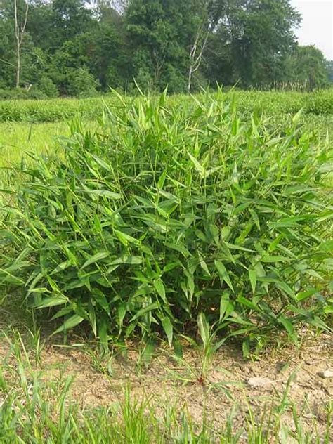 deertongue tioga 0% Panicum rigidulum, Coastal Plain NC Ecotype (Redtop Panicgrass, Coastal Plain NC Ecotype) 3