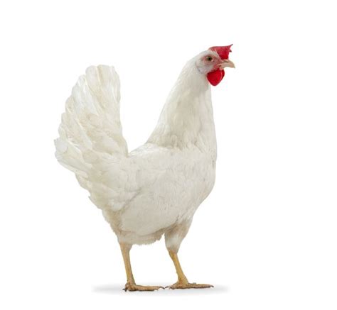 dekalb white chicken price  We are in theThe Dekalb Brown chicken breed of Alpha Agventure Farms is renowned for its exceptional traits, particularly its ability to lay 300 to 320 eggs in its first year