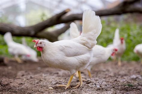 dekalb white chicken price  As in several parts of the world the egg industry transitions from cage housing systems to enclosure free and free range housing system, the Dekalb White is the perfect treffen for this ongoing evolution