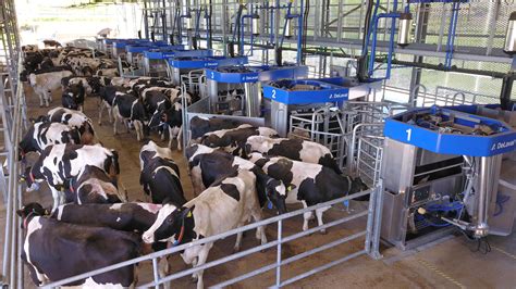 delaval milking robot Due to the COVID-19 pandemic, the global Milking Robots market size is estimated to be worth USD 2271