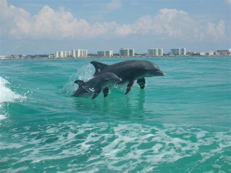 destin florida dolphin cruise  According to a recent Traveler Story, Destin dolphin cruises are a great way to have thrilling encounters with adult and baby dolphins 