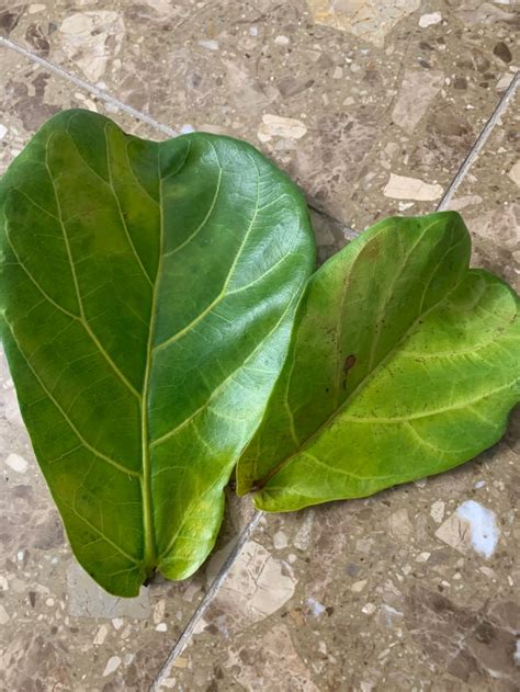 dfiddle leaf fig  “These