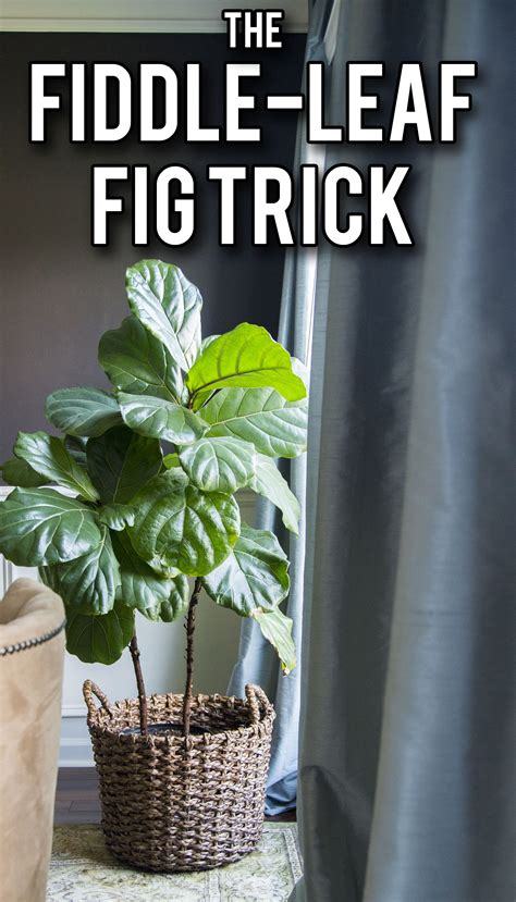 dfiddle leaf fig  How to Water Fiddle Leaf Figs: Don’t Overwater! It’s important that you allow your Fiddle-Leaf Fig to dry out a bit between waterings