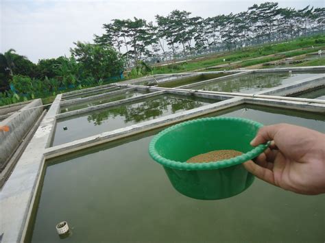 di kolam Cara Budidaya Azolla Microphylla