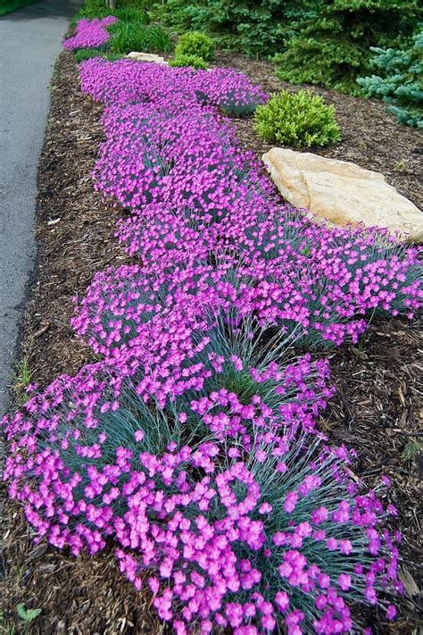 dianthus plug plants  Veronica plug plants garden red pink flower perennial alpine pot patio pack of 3