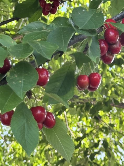 dinkum cherries  r/Dinkum