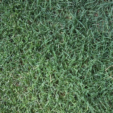 discovery bermuda grass  Biology: Roughstalk bluegrass, primarily known by its scientific name (Poa trivialis), is a cool-season perennial grass that can be found throughout the Midwestern United States