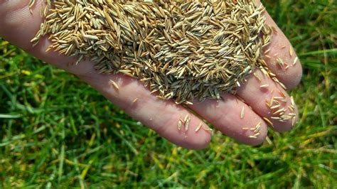 discovery bermuda grass  Augustine grass does