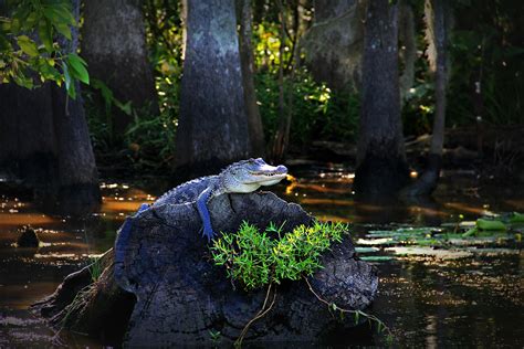 dismal swamp alligators  However, a warming climate may yet result in a natural range expansion northward across the border into the Dismal Swamp