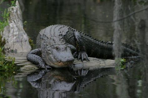 dismal swamp alligators  Beach and Chesapeke 