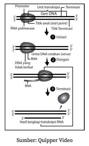 dna berfungsi sebagai Modern ini, DNA juga berfungsi sebagai mutasi