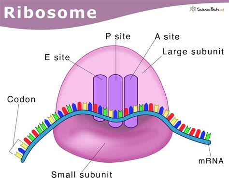 dna ribosom  Struktur sel prokariotik terdiri dari materi genetik (DNA)/nukleoid, ribosom, mesosom, dan plasmid yang terletak pada sitoplasma