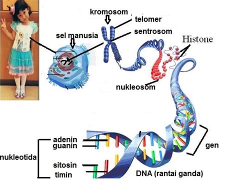 dna rna dan kromosom  DNA adalah molekul polinukleotida yang tersusun dari polimer nukleotida yang berulang-ulang, tersusun rangkap, serta membentuk ikatan seperti rantai ganda dan berpilin ke kanan ( double