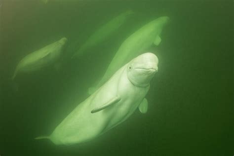 do beluga whales have knees  In this article, I am going to discuss their behavior toward humans