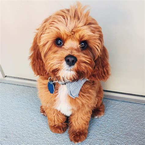 do cavapoos bark a lot  Is Cavapoo High Maintenance? Cavapoo does not require a lot of maintenance