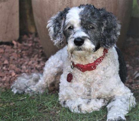 do cockapoos bark Essex’s first ever Cockapoo Cafe™ event – it’s going to be super exciting! Lots of doggy fun & cuddles (all cockapoos welcome, big or small, old or young) 80 minute ‘off lead’ social experience for dogs