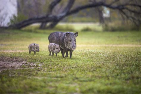 do javelinas eat rattlesnakes  bridgeport high school football roster; bland correctional center warden; pineview lifestyle village tapping homes for saleSe te ha enviado una contraseña por correo electrónico