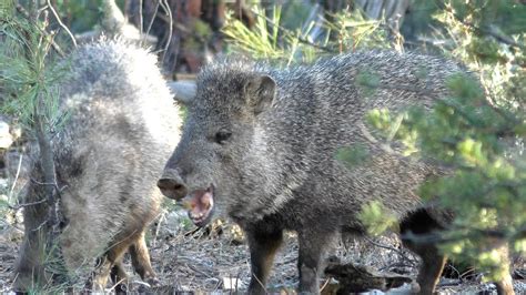 do javelinas eat rattlesnakes  Kit foxes may also eat small birds, snakes, lizards, and insects