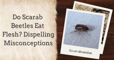 do scarabs eat flesh We would like to show you a description here but the site won’t allow us