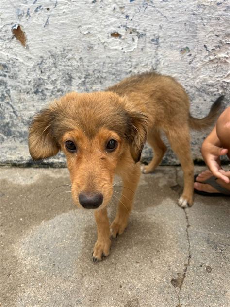 doação cachorro raça manaus  já tomou 3 vacina, tem 7 mês, não estranha ninguém, a raça dele é husky siberiano com xau xau