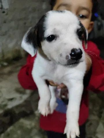 doação de cachorro em manaus olx Filhotes dachshund ( salsicha Cofap ) R$ 900