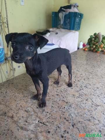 doação de pinscher em manaus  O animal deve associar a sua voz, que ele pode escutar bastante da gaiola, com a sensação de tranquilidade e segurança