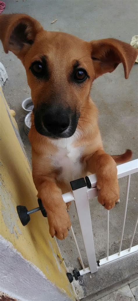 doa-se filhote de cachorro Cachorros em Curitiba, (PR) para adotar