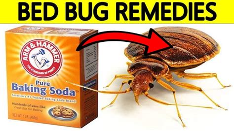 does indorex kill bed bugs  Arranged in a rough line or in a cluster