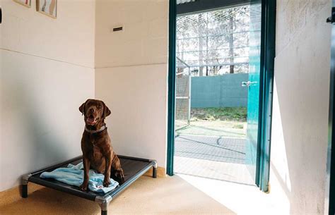 dog boarding kennels south coast nsw  1,016 likes · 2 talking about this · 9 were here