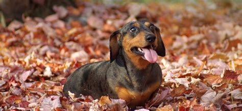 dog boarding lincoln ne  “Luca had a great time at Kayleigh’s and settled in nicely after being a little shy at first