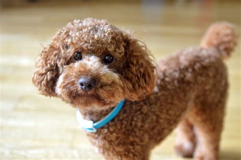 dog breeds that have curly hair  Bichon Frises are known for curly white coats and ears, and the puff of hair on top of their heads