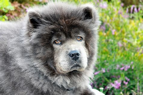 dog breeds that have curly hair Some of the most common breeds to have blue eyes include huskies, border collies, and Weimaraners