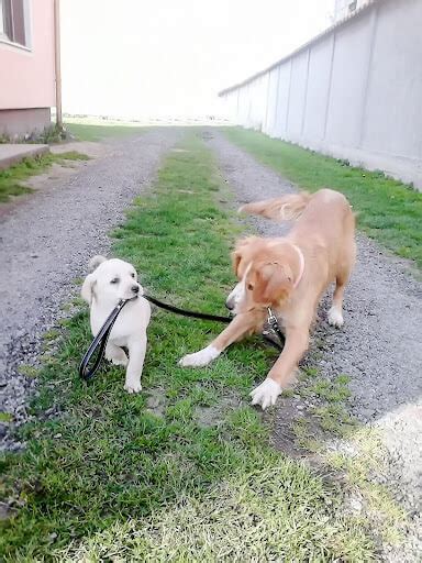 dog daycare altamonte springs  all BRAND NEW equipment for a great wash!! They also have an oil change if you need that