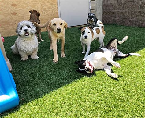 dog daycare altamonte springs m