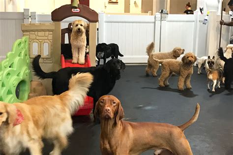 dog daycare henderson  2