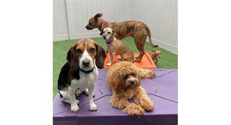 dog daycare lindale tx  Find the best pet sitter in Lindale from our network of over 300,000 trusted