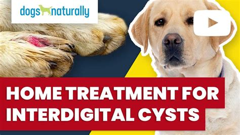 dog interdigital cysts  Vet Derm 2008; 19(3):134-141